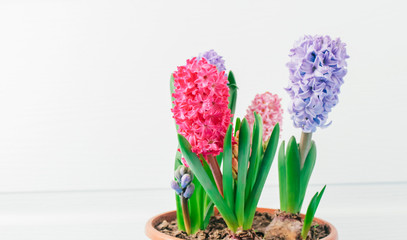 hyacinths  mother's day, valentine's day