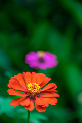 bright pink flower  closeup outdoors at green background