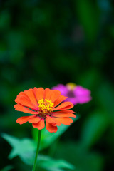 bright pink flower  closeup outdoors at green background