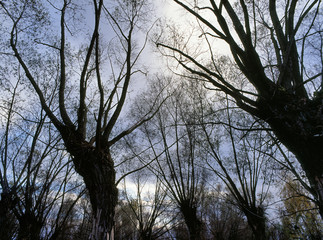willow trees, lubelskie region, Poland