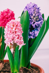 hyacinths  mother's day, valentine's day