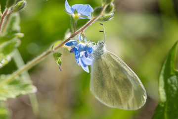 Fototapeta premium Piękny motyl zbiera nektar z niebieskiego kwiatu