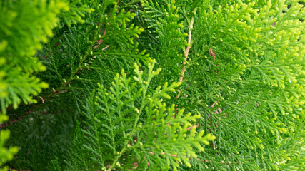 Green Thuja hedge texture close-up view (Selective focus)