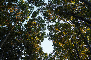 branches of sycamore tree against sky on summer day