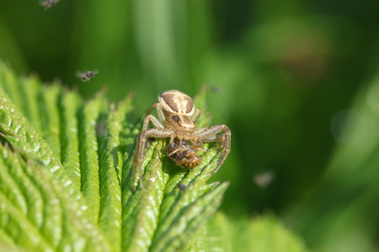Spider caught his prey and eats it sitting on a green plant