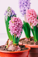 hyacinths  mother's day, valentine's day