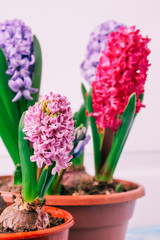 hyacinths  mother's day, valentine's day