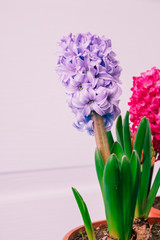 hyacinths  mother's day, valentine's day