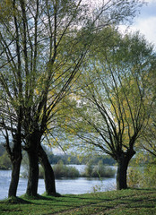 Wisla river near Annopol, Jozefow and Basonia, lubelskie region, Poland