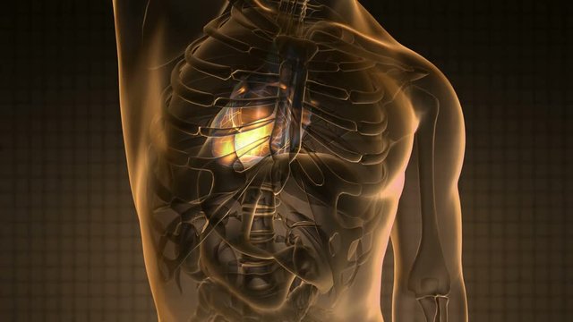 science anatomy scan of human heart glowing