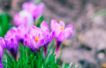 spring crocuses, mother's day, valentine's day