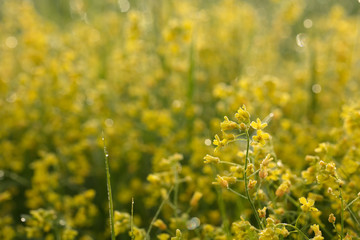 Fototapeta premium Beautiful yellow flowers in the morning dew.