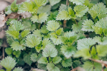 natural, organic nettle