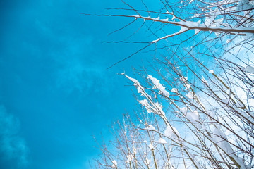Winter Trees with blue sky