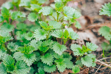 natural, organic nettle