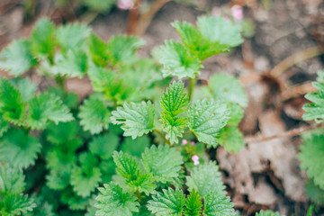 natural, organic nettle