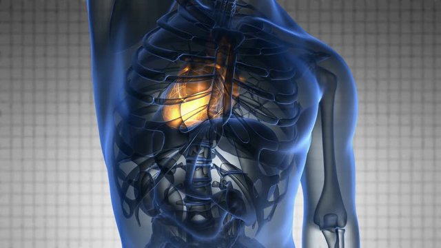 science anatomy scan of human heart glowing