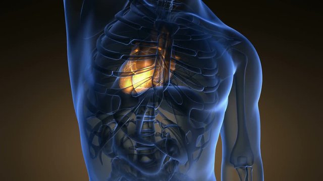 science anatomy scan of human heart glowing