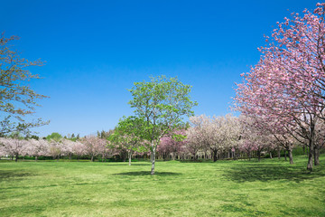 Obraz premium 満開の桜