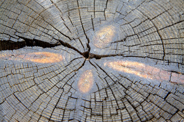 Wooden cross section