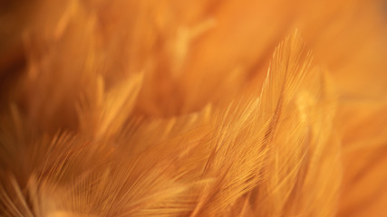 Blur Bird chickens feather texture for background, Fantasy, Abstract, soft color of art design.