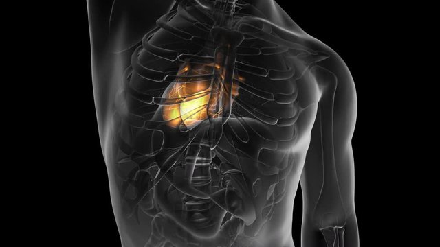 science anatomy scan of human heart glowing