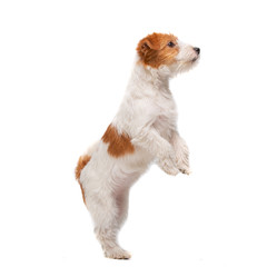 Jack Russell Terrier, Isolated On White