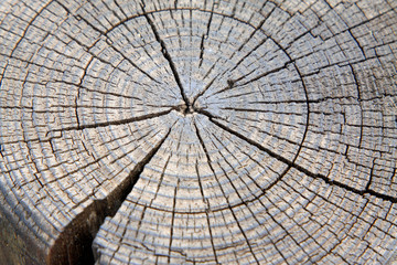 Fototapeta premium Wooden cross section