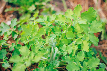 celandine medicinal plant