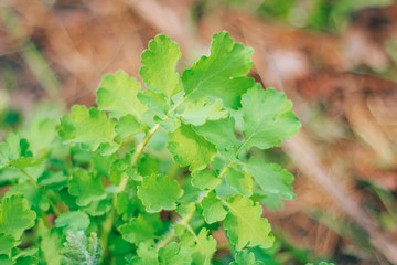 celandine medicinal plant