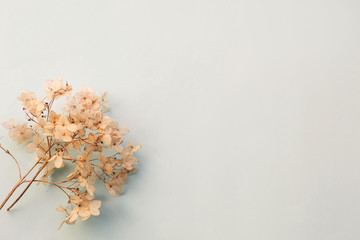 Dried flowers hydrangea on light blue background. Copy space