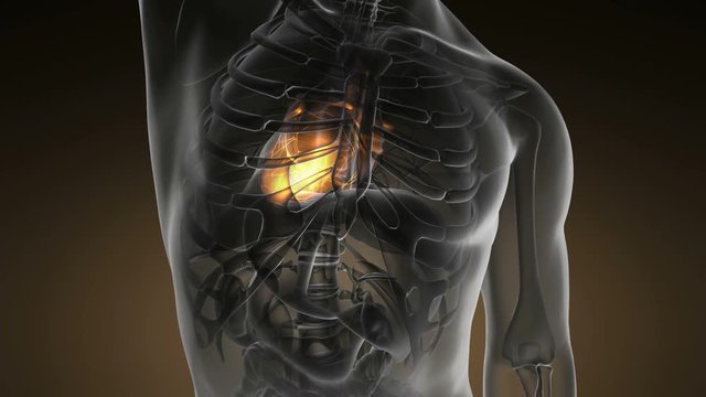 science anatomy scan of human heart glowing