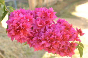 pink flowers in the garden