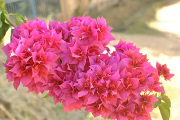 pink flowers in the garden