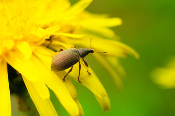 Beautiful insect macro background. Insect in details.