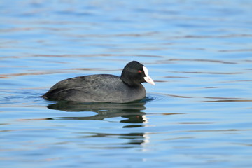 Coot in water