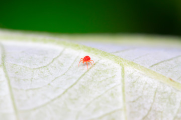 mites on the leaf