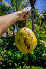 fresh whole coconut