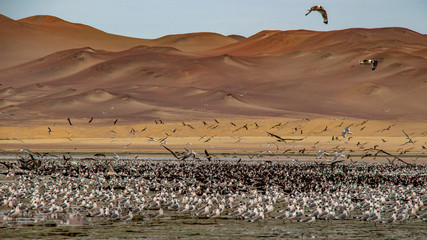 Uccelli migratori nella riserva naturale Paracas, Perù