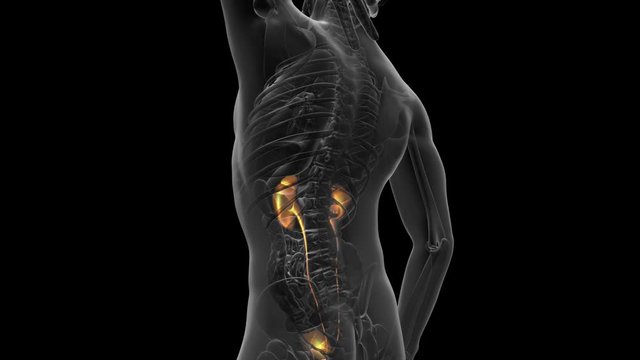 science anatomy scan of human kidneys glowing with yellow