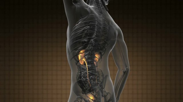 science anatomy scan of human kidneys glowing with yellow