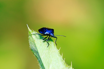 Blue bugs on green leaves