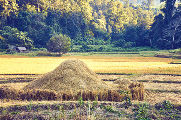 paddy fields in chiang mai forest, provence of thailand