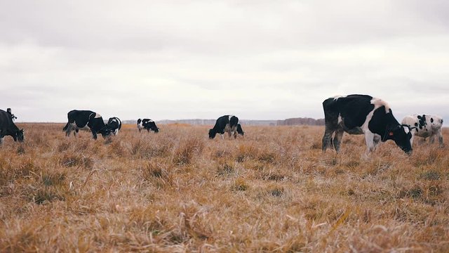 Cows grazing on an autumn meadow long shot