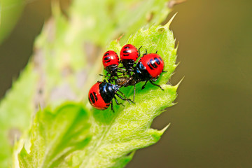 Blue bugs preying on small insects