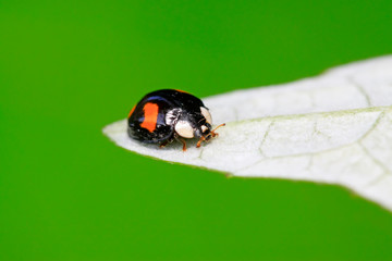 harmonia axyridis