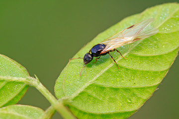 ants with wings on the leaf