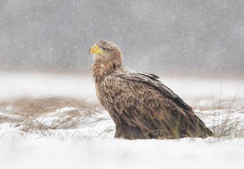 White tailed eagle (Haliaeetus albicilla)