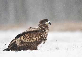 White tailed eagle (Haliaeetus albicilla)