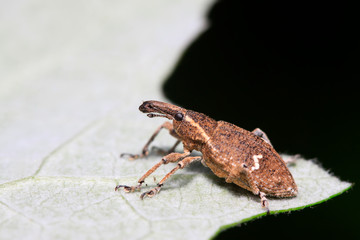 weevil on plant